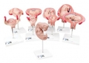 Schwangerschaftsmodell Serie, 9 Modelle - 3B Smart Anatomy