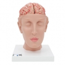 Menschliches Gehirnmodell mit Arterien auf Kopfbasis, 8-teilig - 3B Smart Anatomy