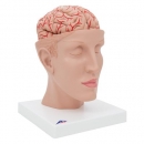 Menschliches Gehirnmodell mit Arterien auf Kopfbasis, 8-teilig - 3B Smart Anatomy