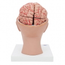 Menschliches Gehirnmodell mit Arterien auf Kopfbasis, 8-teilig - 3B Smart Anatomy