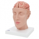Menschliches Gehirnmodell mit Arterien auf Kopfbasis, 8-teilig - 3B Smart Anatomy