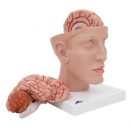 Menschliches Gehirnmodell mit Arterien auf Kopfbasis, 8-teilig - 3B Smart Anatomy