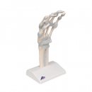 Handskelett Modell mit elastischen Bändern - 3B Smart Anatomy