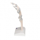 Handskelett Modell mit elastischen Bändern - 3B Smart Anatomy