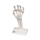 Handskelett Modell mit elastischen Bändern - 3B Smart Anatomy