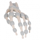 Handskelett Modell mit elastischen Bändern - 3B Smart Anatomy