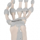 Handskelett Modell mit elastischen Bändern - 3B Smart Anatomy