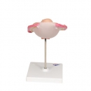 Fetus Modell, 5. Monat, Steißlage