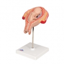 Fetus Modell, 5. Monat, Steißlage