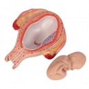 Fetus Modell, 5. Monat, Steißlage