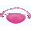 Histologie der Säugetiere, Ergänzungsserie - Englisch