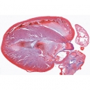 Histologie der Säugetiere, Ergänzungsserie - Englisch