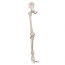 Beinskelett Modell mit Hüftknochen - 3B Smart Anatomy