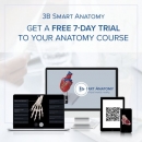 Beinskelett Modell mit Hüftknochen - 3B Smart Anatomy