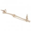 Beinskelett Modell mit Hüftknochen - 3B Smart Anatomy