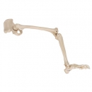 Beinskelett Modell mit Hüftknochen - 3B Smart Anatomy