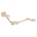 Beinskelett Modell mit Hüftknochen - 3B Smart Anatomy