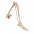 Beinskelett Modell mit Hüftknochen - 3B Smart Anatomy