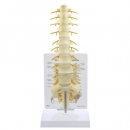 Kreuzbein, Wirbelsäulenmodell T8