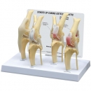 Osteoarthritis-Kniemodell eines Hundes, Normal + 3 Erkrankungen