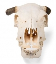 Rinderschädel (Bos taurus), mit Hörner, Präparat