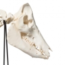 Hausschweinskelett (Sus scrofa domesticus), männlich, Präparat