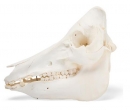 Hausschweineschädel (Sus scrofa domesticus), männlich, Präparat