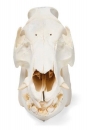 Hausschweineschädel (Sus scrofa domesticus), männlich, Präparat