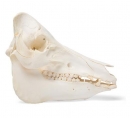 Hausschweineschädel (Sus scrofa domesticus), männlich, Präparat