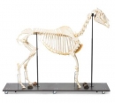 Pferdeskelett (Equus ferus caballus), m&auml;nnlich, Pr&auml;parat