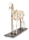 Pferdeskelett (Equus ferus caballus), männlich, Präparat