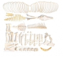 Pferdeskelett (Equus ferus caballus), weiblich, disartikuliert
