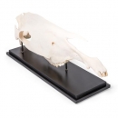 Pferdeschädel, halb (Equus ferus caballus), Präparat