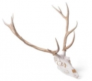 Rothirschschädel (Cervus elaphus), m