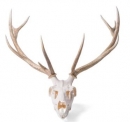 Rothirschschädel (Cervus elaphus), m