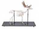 Damhirschskelett (Dama dama), m, artikuliert
