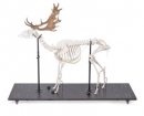 Damhirschskelett (Dama dama), m, artikuliert