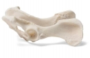 Hund (Canis lupus familiaris), Becken