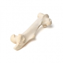 Säugetier Oberschenkelknochen