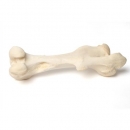 Säugetier Oberschenkelknochen