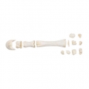 Säugetier Mittelhandknochen