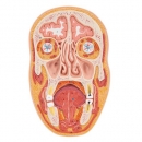 Median- und Frontalschnitt des Kopfes - 3B Smart Anatomy