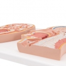 Median- und Frontalschnitt des Kopfes - 3B Smart Anatomy