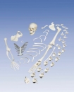Skelett, unmontiert, komplett mit 3-teiligem Schädel