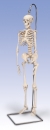 Mini-Skelett „Shorty“, auf Hängestativ