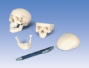 Mini-Schädel, 3-teilig