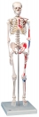 Mini-Skelett „Shorty“ mit Muskelbemalung, auf Sockel