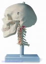 Klassik-Schädel auf Halswirbelsäule, 4-teilig