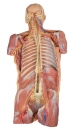Posteriore Körperwand / ventrale tiefe Präparation