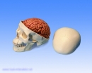 Klassik-Schädel mit Gehirn, 8-teilig